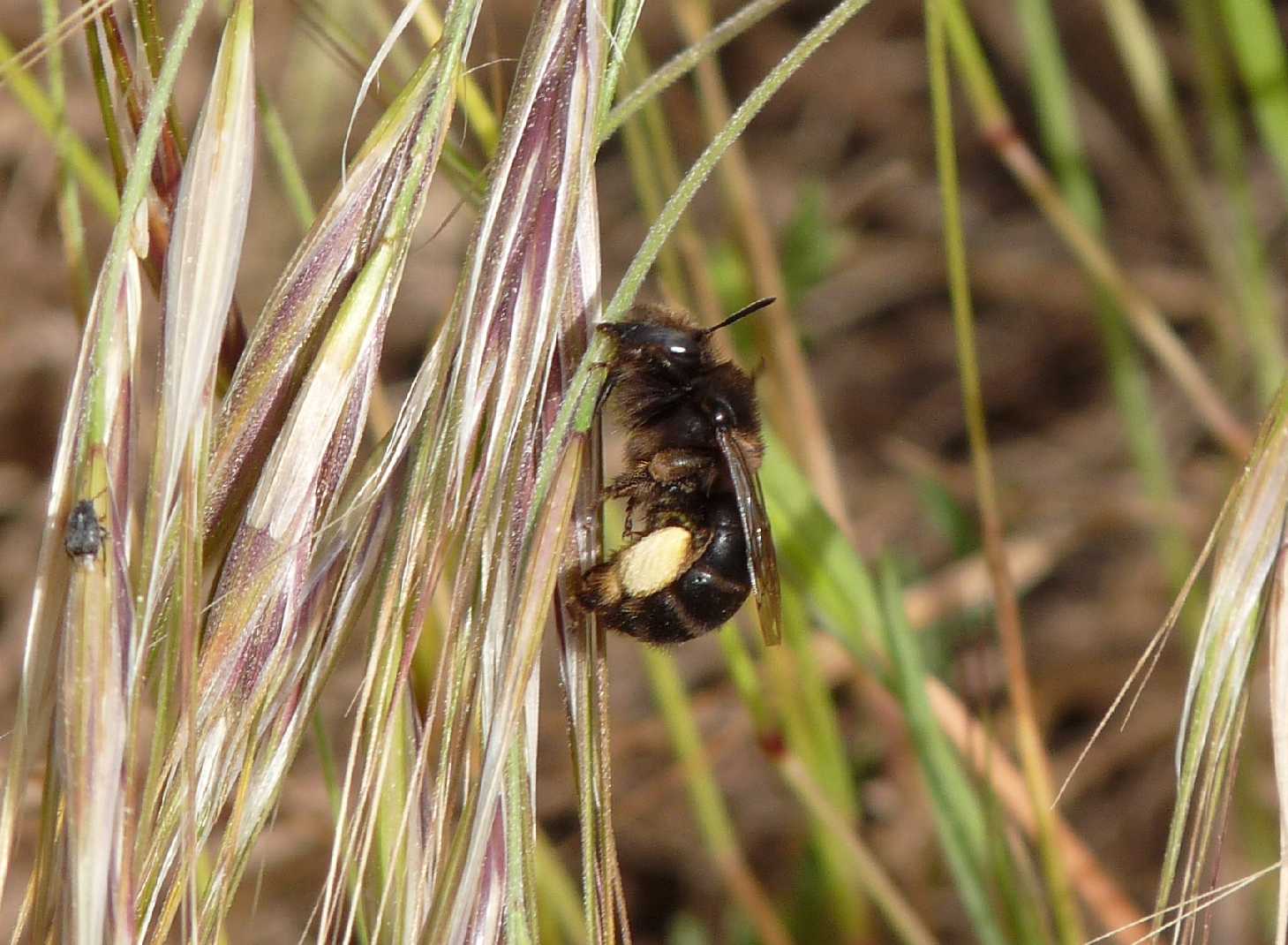 Anthophora sp.
